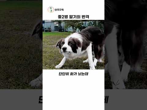 금쪽이 양 반란의 최후 #동물 thumbnail
