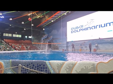 Dolphin show in Dubai FULL VIDEO | Sea world's Dolphin show live | Dubai dolphinarium