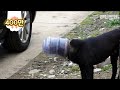 머리가 플라스틱 통이 된 강아지 ‘깜돌이’ 이야기ㅣThe Story Of A Plastic Bottle Face Dog