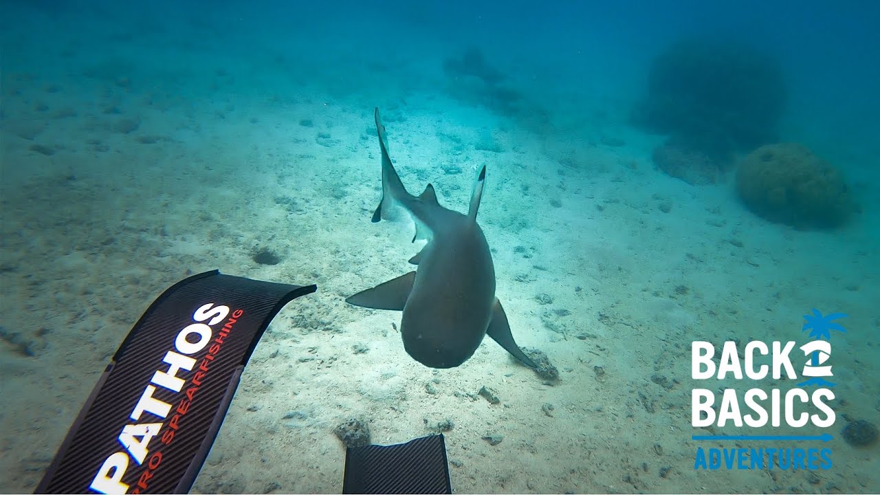 SHARK BITES MY FIN WHILE SPEARFISHING: Catch & Cook (‘The Great Adventure’ Ep: 7)