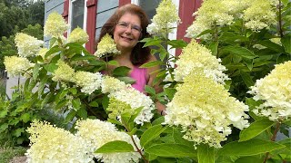 Transform Your Garden with Easy Hydrangea Propagation: Guide for 2023
