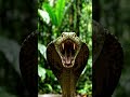 close-up of giant snake striking.