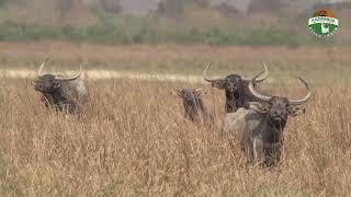 Wild Water Buffalo