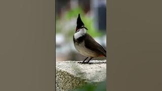 Bulbul sound #shorts #Bird #nature