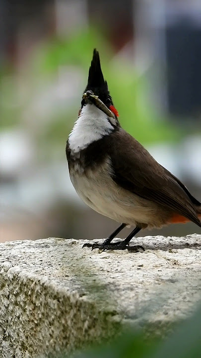 Bulbul sound #shorts #Bird #nature