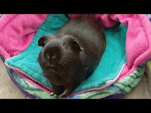How to Guinea Pig Proof your Room for Floortime Fun