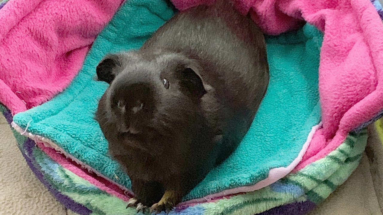 How to Guinea Pig Proof your Room for Floortime Fun