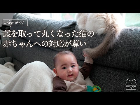 【日常】6ヵ月の赤ちゃんとシニア猫の記念日の1日|ラグドール猫 #111