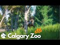 Woodland Caribou in the Boreal Forest | Calgary Zoo in Planet Zoo Ep.17