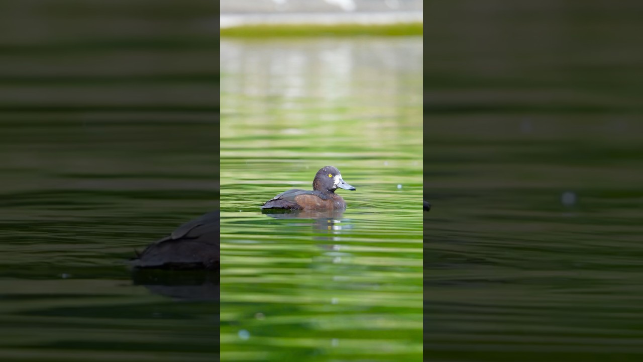 Tufted duck 