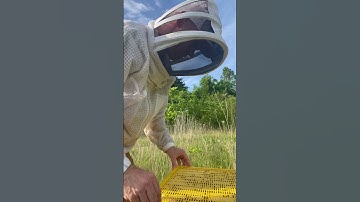Beekeeping: When to Add a Super
