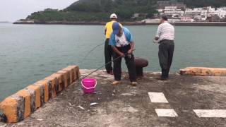 馬祖日報20170627影音／鰮、鯷魚、花飛靠岸季節西莒青帆 ...