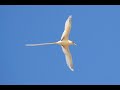 Christmas Island Birds