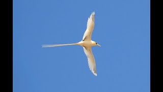 Christmas Island Birds