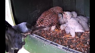 jackdaw attacks kestrel on the nest (jackdaw v kestrel)