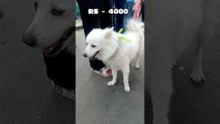 Spitz Dog price in 4000 Thousand rupees dog price short