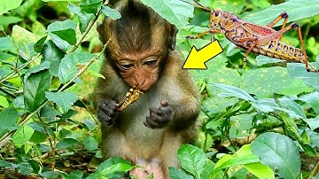 Congratulation! Baby Monkey Ronnie Could Find And Get B-ig Grasshopper By Himself For His Breakfast.