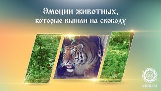 Эмоции животных, которые вышли на свободу Эмоции животных, которые вышли на свободу