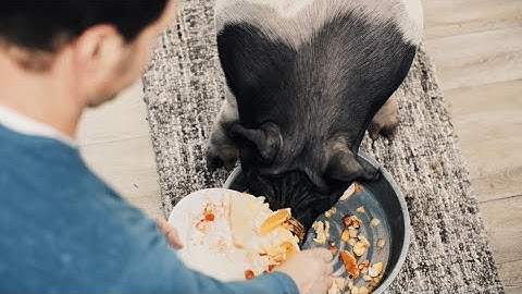 InSinkErator® Quiet Series Garbage Disposals - House Pig: There