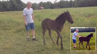Watch This Adorable 6-Week-Old Horse Beg Her Owner To Rub His Behind Watch This Adorable 6-Week-Old Horse Beg Her Owner To Rub His Behind