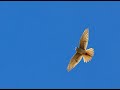 American Kestrel Nest Box Study - Full length documentary