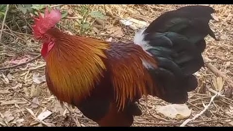 ไก่ต่อออ่นขันดีqaib dib mos qua zoo