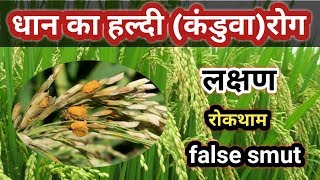 धान का कंडवा रोग||False Smut of Paddy|| धान का हल्दी रोग||Paddy False Smut||