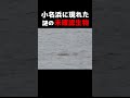 祝100万回再生【UMA】【イワゴン】小名浜の未確認生物を発見!正体はいったい!? #Shorts