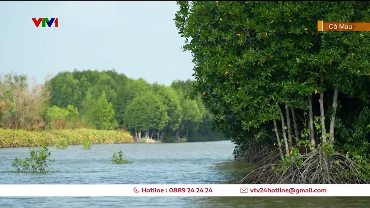 Nuôi tôm rừng thuận thiên | VTV24 - YouTube
