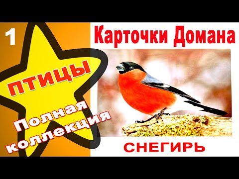 КАРТОЧКИ ДОМАНА 1 ЧАСТЬ СКАЧАТЬ БЕСПЛАТНО КАРТОЧКИ ДОМАНА 1 ЧАСТЬ СКАЧАТЬ БЕСПЛАТНО