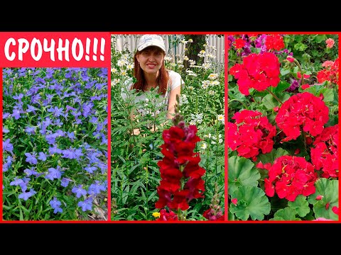 Топ 10 самых неприхотливых цветов, цветущих однолетников. Как легко ...