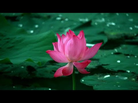 Lotus # National Flower#