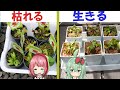 ハエトリソウの枯らさない植え方【食虫植物TV】