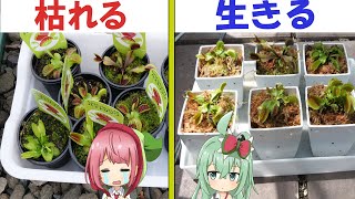 ハエトリソウの枯らさない植え方【食虫植物TV】