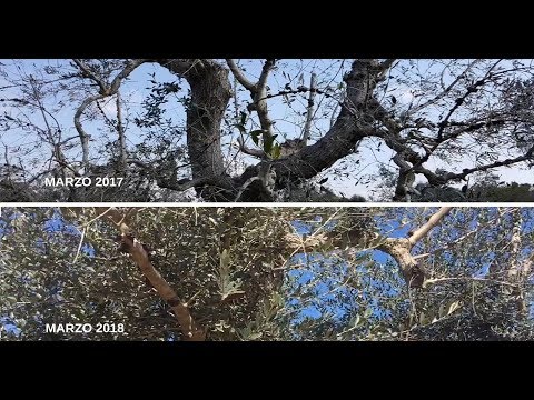 Videó: Mi az a Xylella – Tölgyfa kezelése Xylella levélperzseléssel