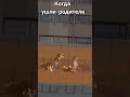 Когда остался 1 дома #catsimulatoranimallife #cats #roblox #music #funny #fyp #youtubeshorts #актив
