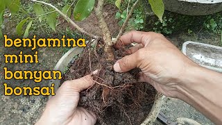 cara merimbunkan bonsai beringin benjamina mini video 4 screenshot 2