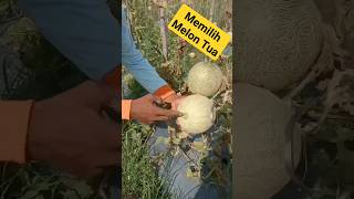 How to Choose a Melon That's Ripe for Harvest #farmers #horticulture How to Choose a Melon That's Ripe for Harvest #farmers #horticulture