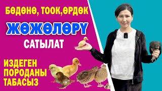 Арзан баада ЖѲЖѲНҮН түрү САТЫЛАТ ~ Бѳдѳнѳ, Ѳрдѳк, Тооктун ар кыл ПОРОДАСЫ бар ~ ЖЕМИ да бар