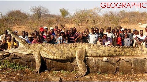 Top 10 Largest Crocodiles Ever Recorded in History
