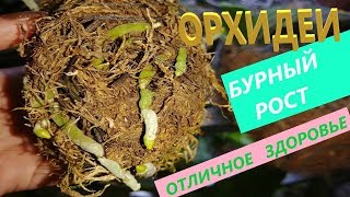 Ваши ОРХИДЕИ ПОПРУТ💐 💪 !!! МОЁ уникальное СРЕДСТВО⚡️