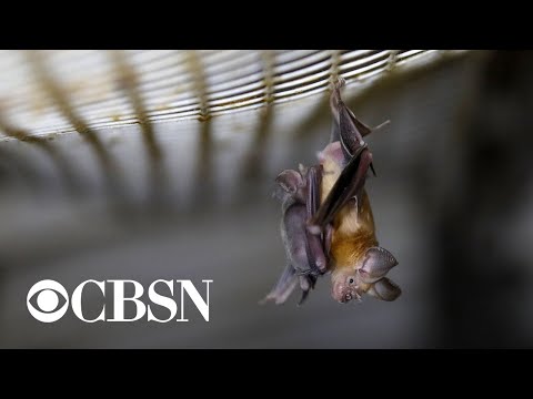 Trump administration terminates funding of coronavirus bat research in China