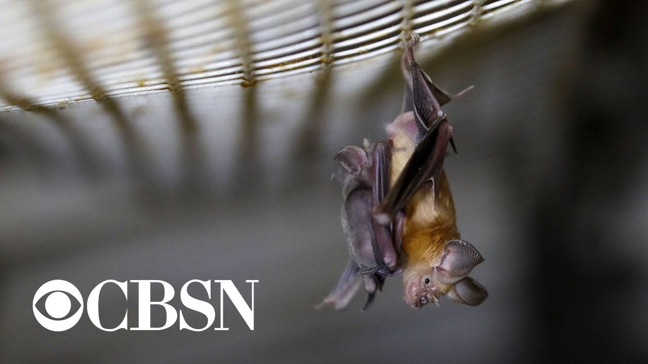 Trump administration terminates funding of coronavirus bat research in China
