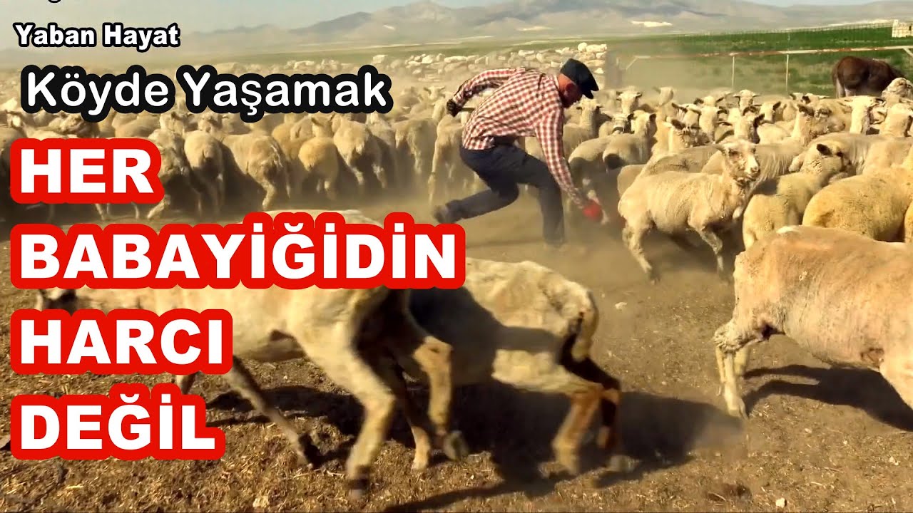 Köyde yaşamak her babayiğidin harcı değil.