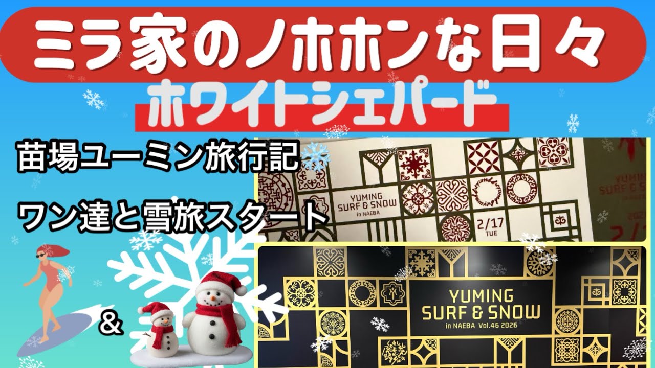 【ミラ家のノホホンな日々】苗場ユーミン旅行記❄️ワン達と雪旅スタート🐾#ホワイトシェパード #大型犬のいる生活 #愛犬 #ユーミン#苗場