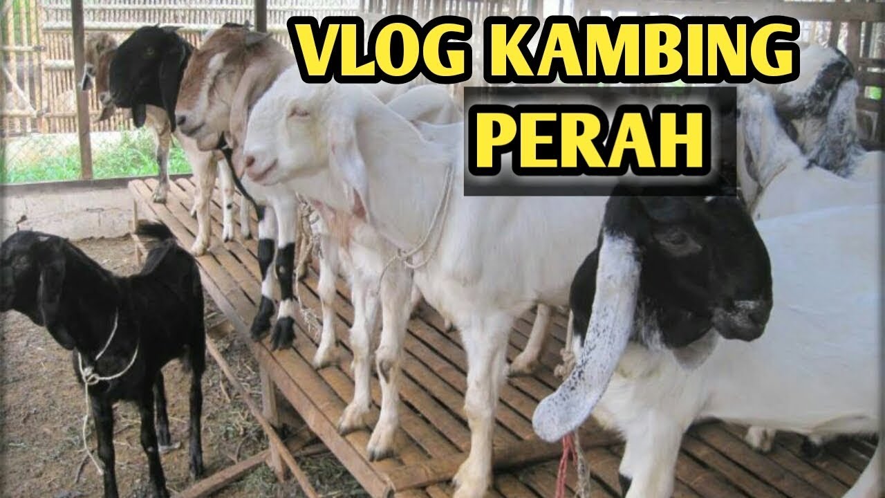 PETERNAKAN KAMBING PERAH | PESAWARAN-LAMPUNG | VLOG 1 