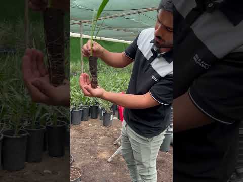 اهم الطرق المستخدمة في زراعة النخيل النسيجي