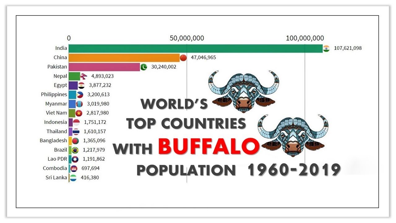 Buffalo 🐃 Population With Top Countries In The World 🗺️ YouTube