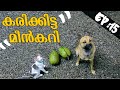 കരിക്കിട്ട മീൻകറി !  | karikku meen curry PuppyKuttan malayalam Webseries EP 15