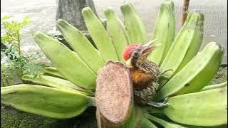 PELATUK BAWANG GACOR PANJA||Aurel bird collection
